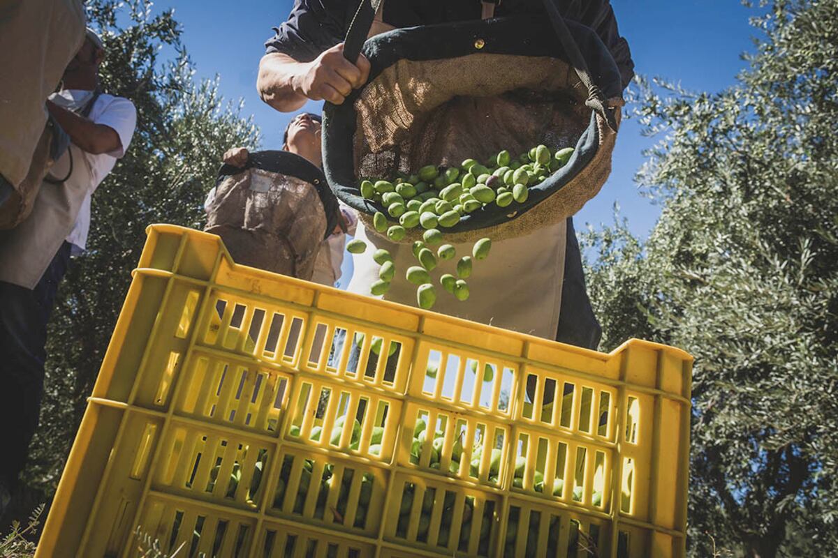 Olivas para el aceite "novello", en plena etapa de elaboración en la Argentina.