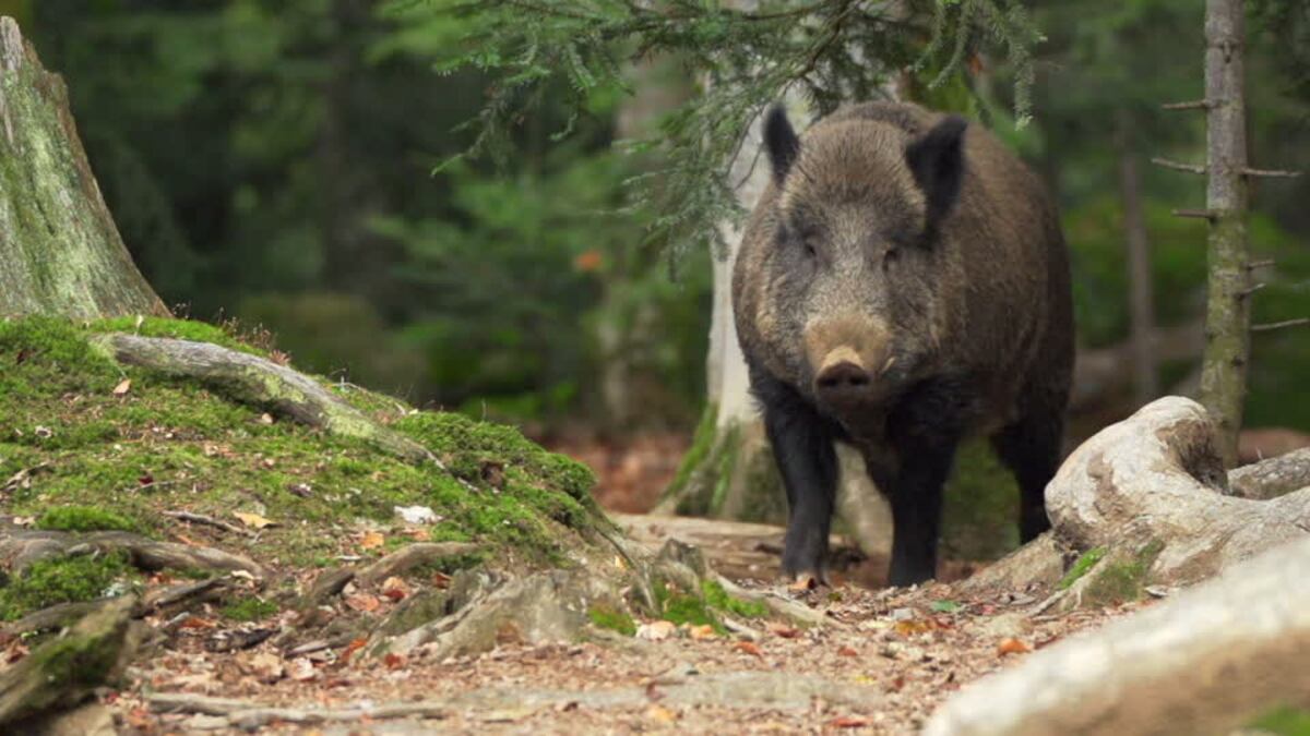Autorizan en Córdoba la caza deportiva de algunas especies de jabalí y ciervos