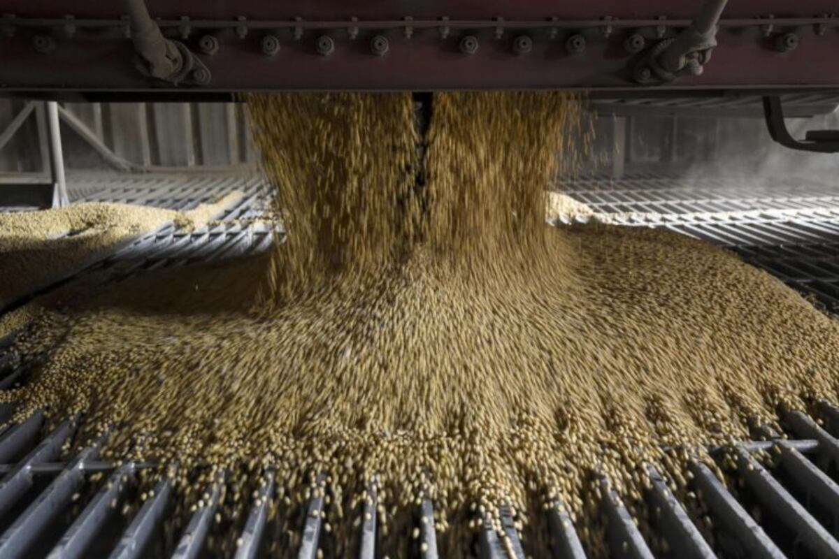 Argentina es el mayor exportador mundial de harina y aceite de soja. (La Voz)