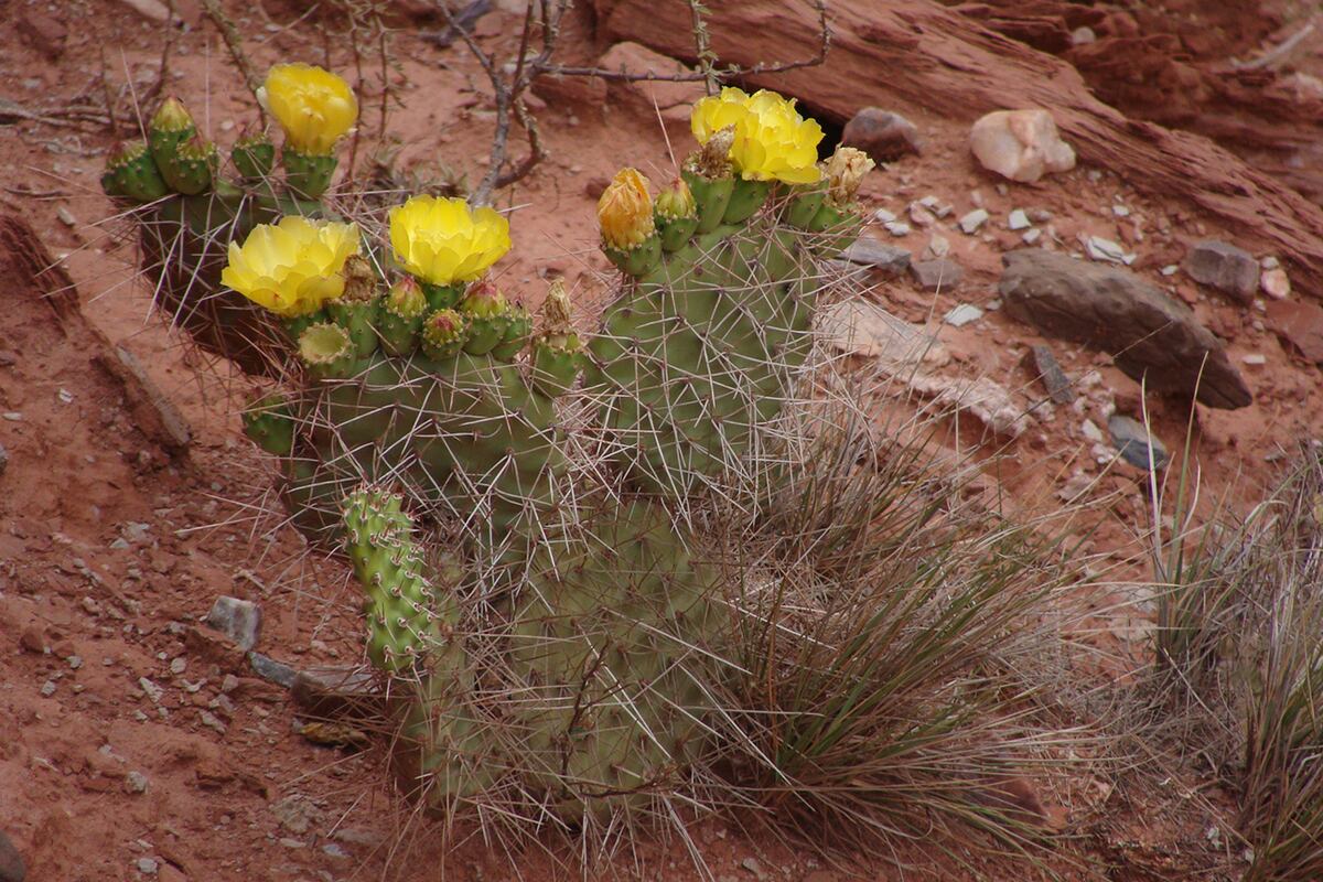 El color se hace lugar a través de los diversos cactus que habitan este rincón junto a las jarillas, algarrobos, quebrachos blancos y la chica. (Gentileza: Administración de Parques Nacionales)