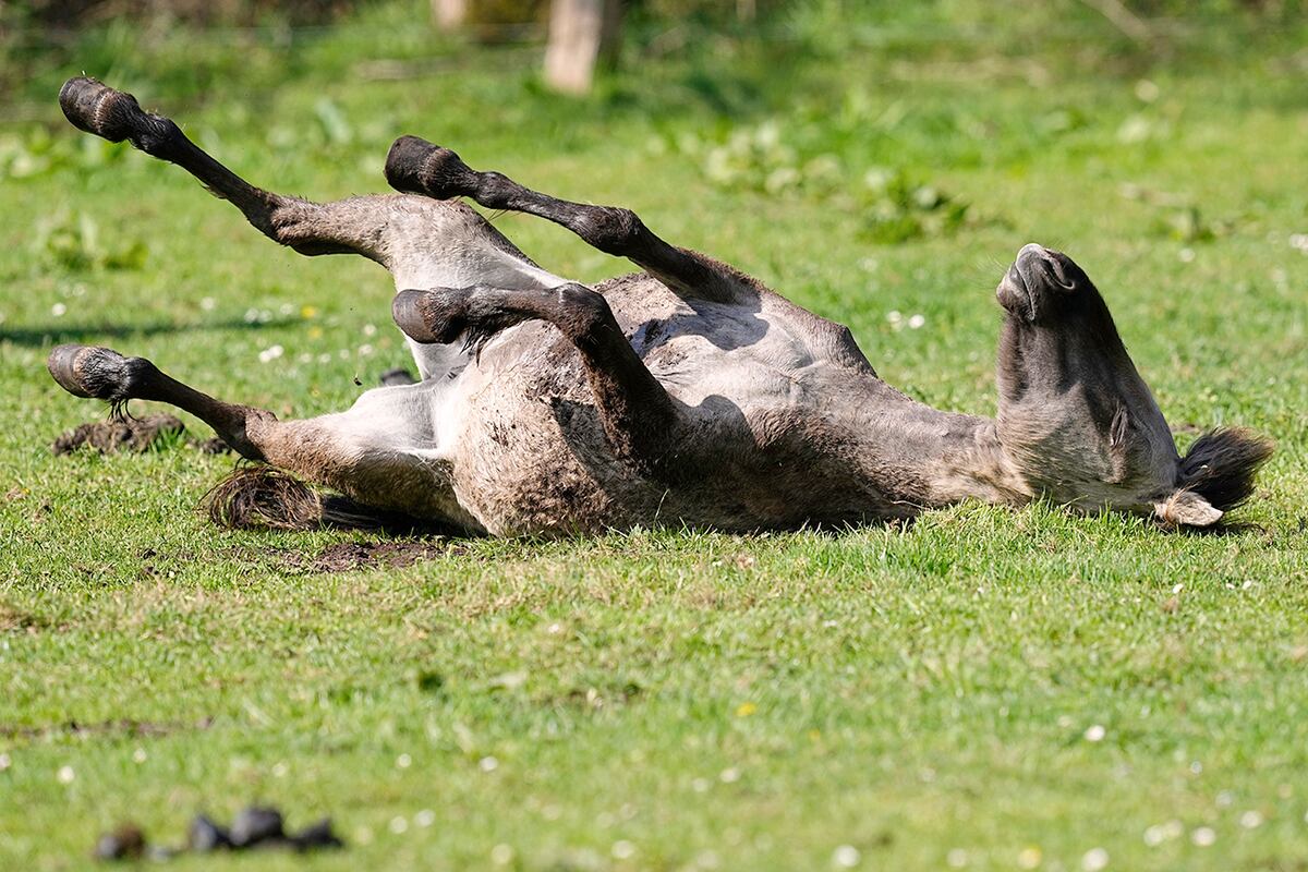 Un caballo salvaje rueda sobre la hierba en un prado. (AP)
