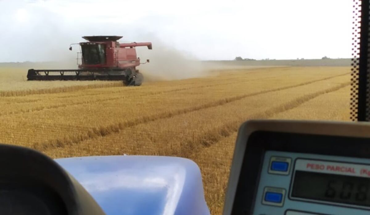 Cosecha de un lote de trigo en Monte Buey, Córdoba. (Foto: gentileza Emilio Guiosuep)