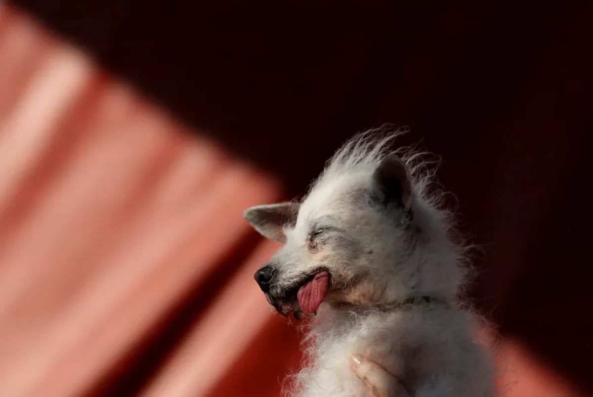 Daisy Mae quedó en tercer lugar. (Crédito: Justin Sullivan/Getty Images)