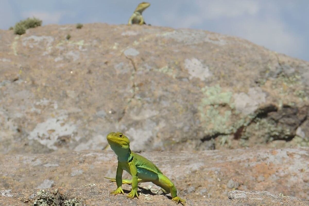 El lagarto de Achala pesa unos 30 gramos y se reproduce entre octubre y diciembre poniendo de 3 a 5 huevos. (Unciencia)