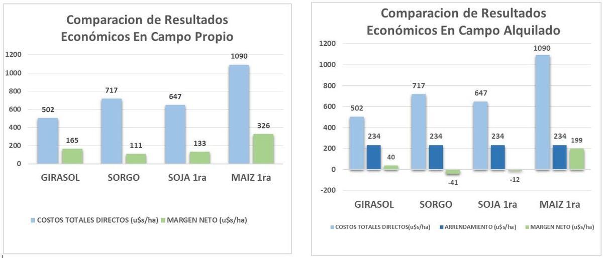 Cuadro sorgo girasol márgenes