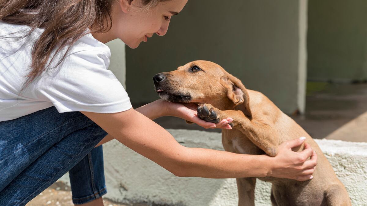 Perrito adoptado