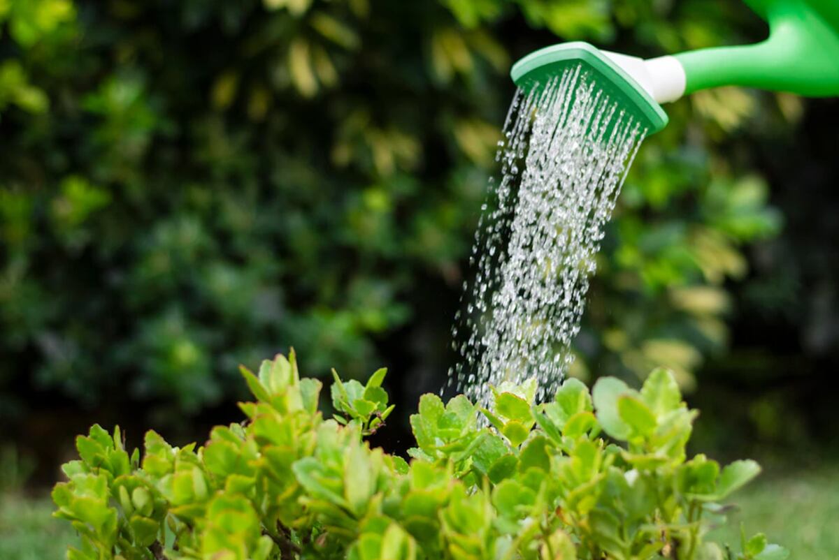 Al no contener sustancias agregadas, el agua de lluvia es perfecta para el riego de plantas, jardines y huertas. Foto: Freepik / Aguas Cordobesas