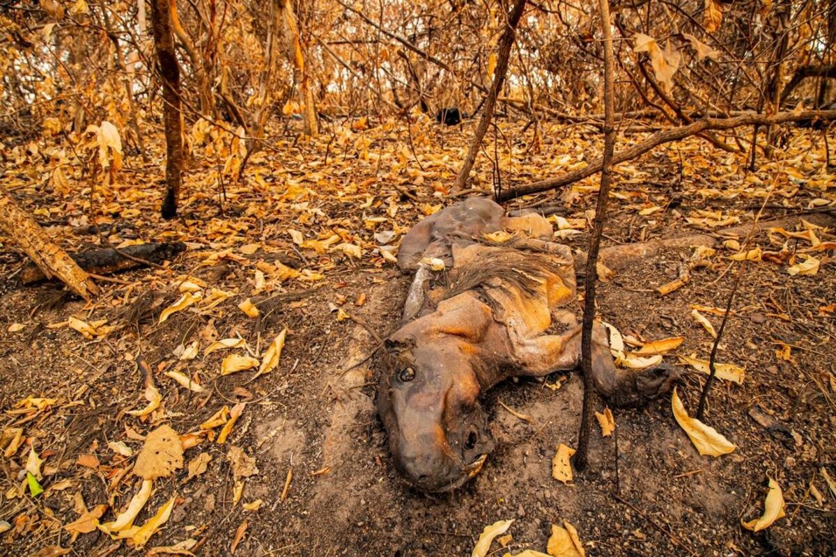 Muchos carpinchos no fallecen por el fuego en sí, sino porque al huir, la tierra ardiente quema sus patitas y no pueden escapar de las llamas. (Emilio White)