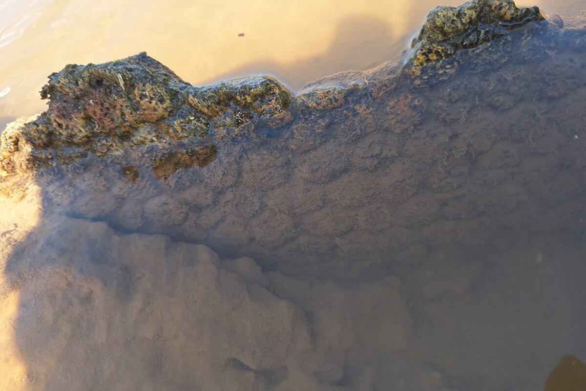 Un gliptodonte en Pampayasta.