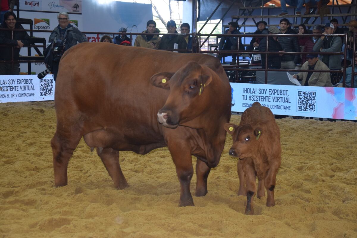 El Porvenir. Reservada gran campeón hembra de la cabaña cordobesa ubicada en Quilino. (Gentileza Expoagro)