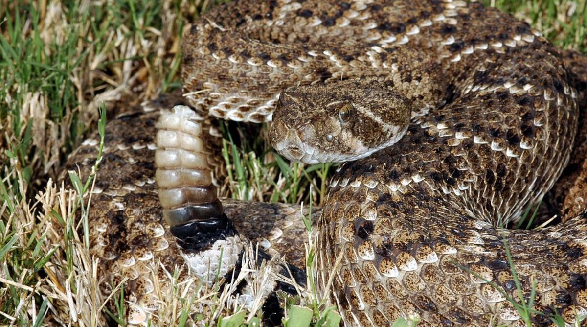 Serpiente de cascabel. Es la única especie de cascabel presente en Argentina, fácil de reconocer por el “sonajero” en la punta de la cola, pueden alcanzar 1,50 mts. de longitud.