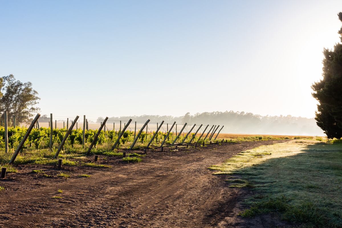 La finca Costa y Pampa, de Trapiche Chapadmalal, muy cercana a la costa atlántica.