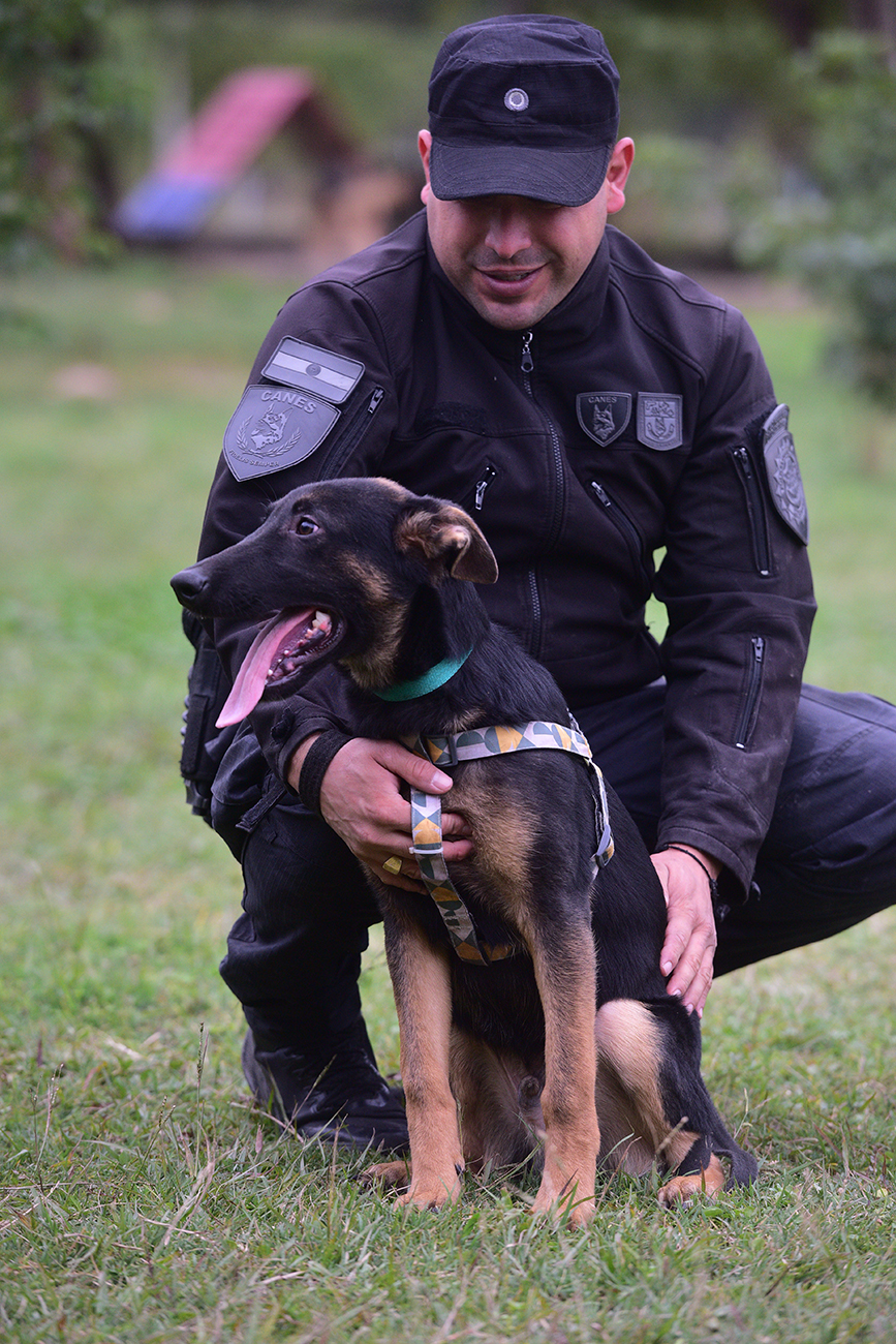 De los 12 ejemplares de ovejero alemán que se sumaron a la fuerza, siete nacieron por inseminación artificial y el resto por monta natural. (José Gabriel Hernández / La Voz)