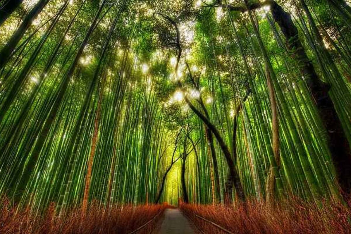 Bosque de Bambú de Arashiyama (Foto: fotonostra.com)