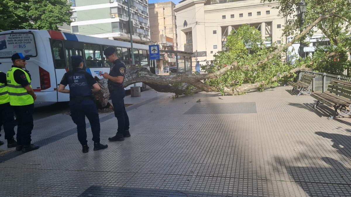 Plaza de Río Cuarto. El viento arrancó un viejo árbol que se desplomó al vacío (LV16).