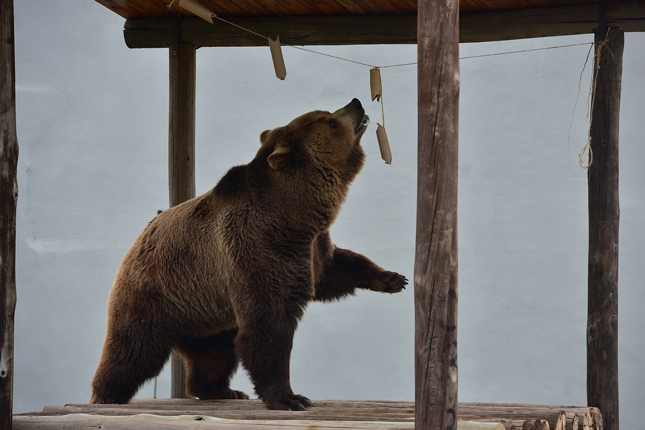 El oso Voldemort en plenas actividades recreativas en el Parque de la Biodiversidad. (José Gabriel Hernández / La Voz)