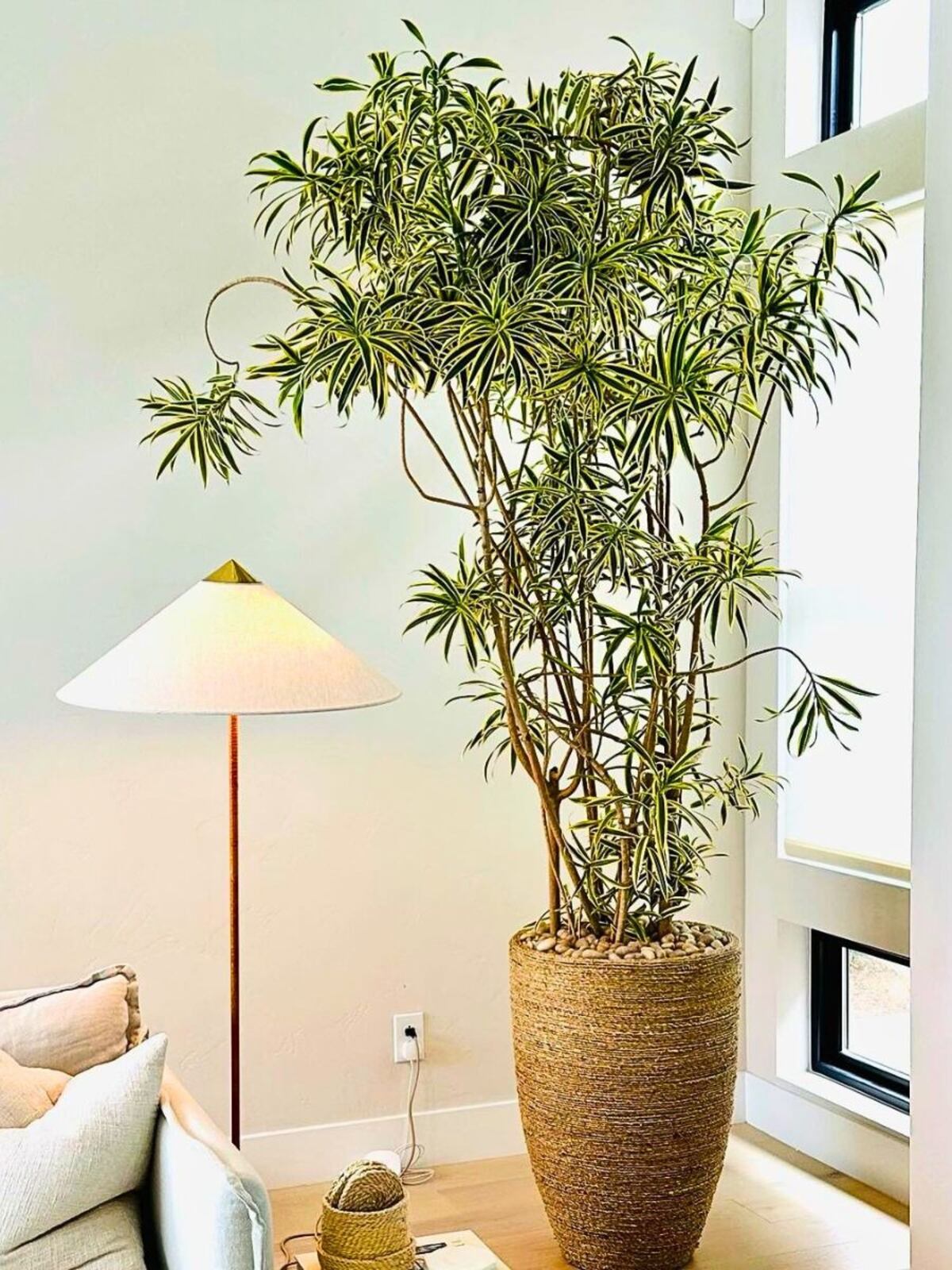Cuál es la mejor planta para interiores pequeños que no invade el ambiente.