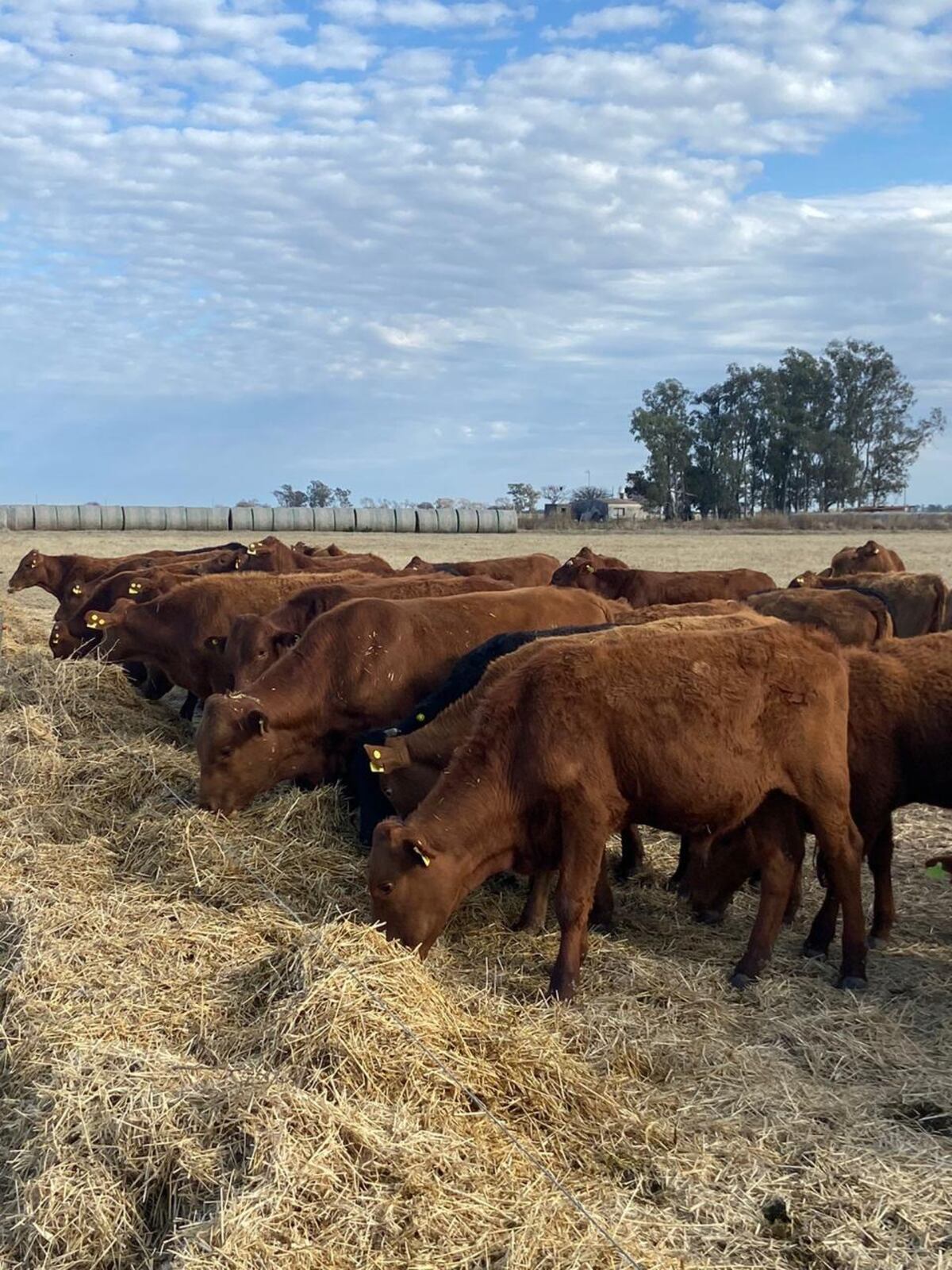RECRÍA. Sobre la base del suministro de forraje, base alfalfa, la empresa incorpora los kilos baratos a los terneros. (Gentileza Pretto Agronegocios)