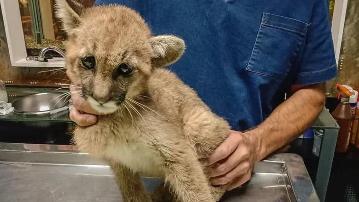 Son frecuentes los rescates de pumas que, de cachorris, quedan para mascotismo ilegal. (Archivo)