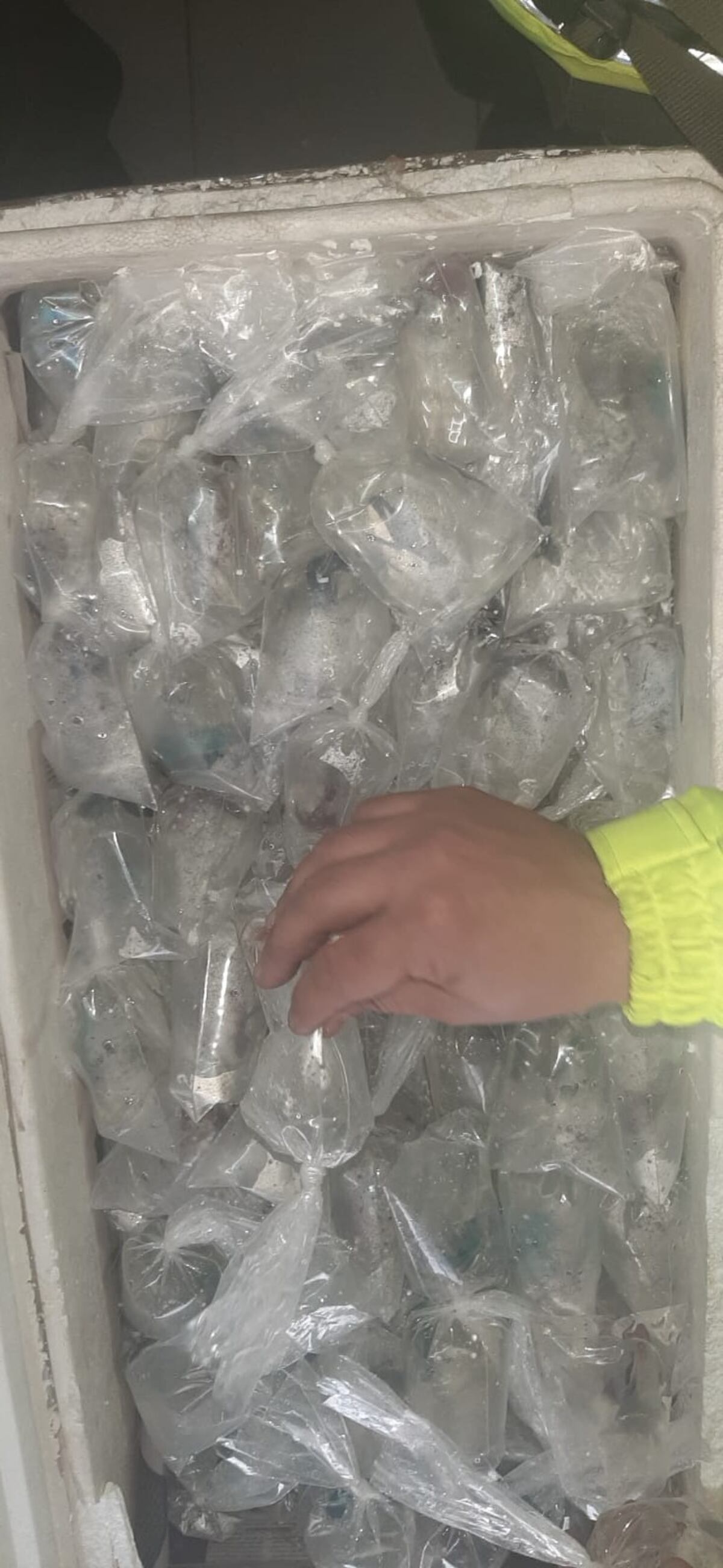 Hallaron 330 peces escondidos adentro de un colectivo de larga distancia. (Gentileza)