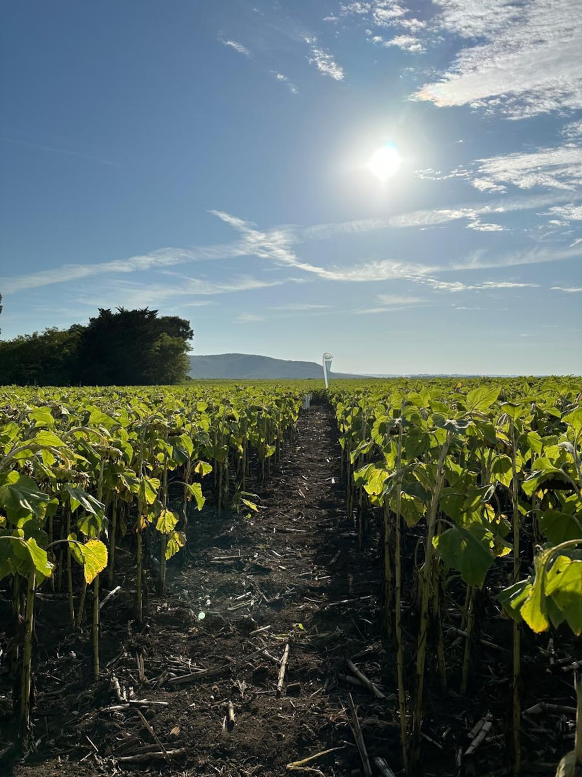 GIRASOL 2022/2023. Luego de 20 años, el cultivo regresó al establecimiento La Herli, en Las Vertientes, en el departamento Río Cuarto. (Gentileza La Herli)