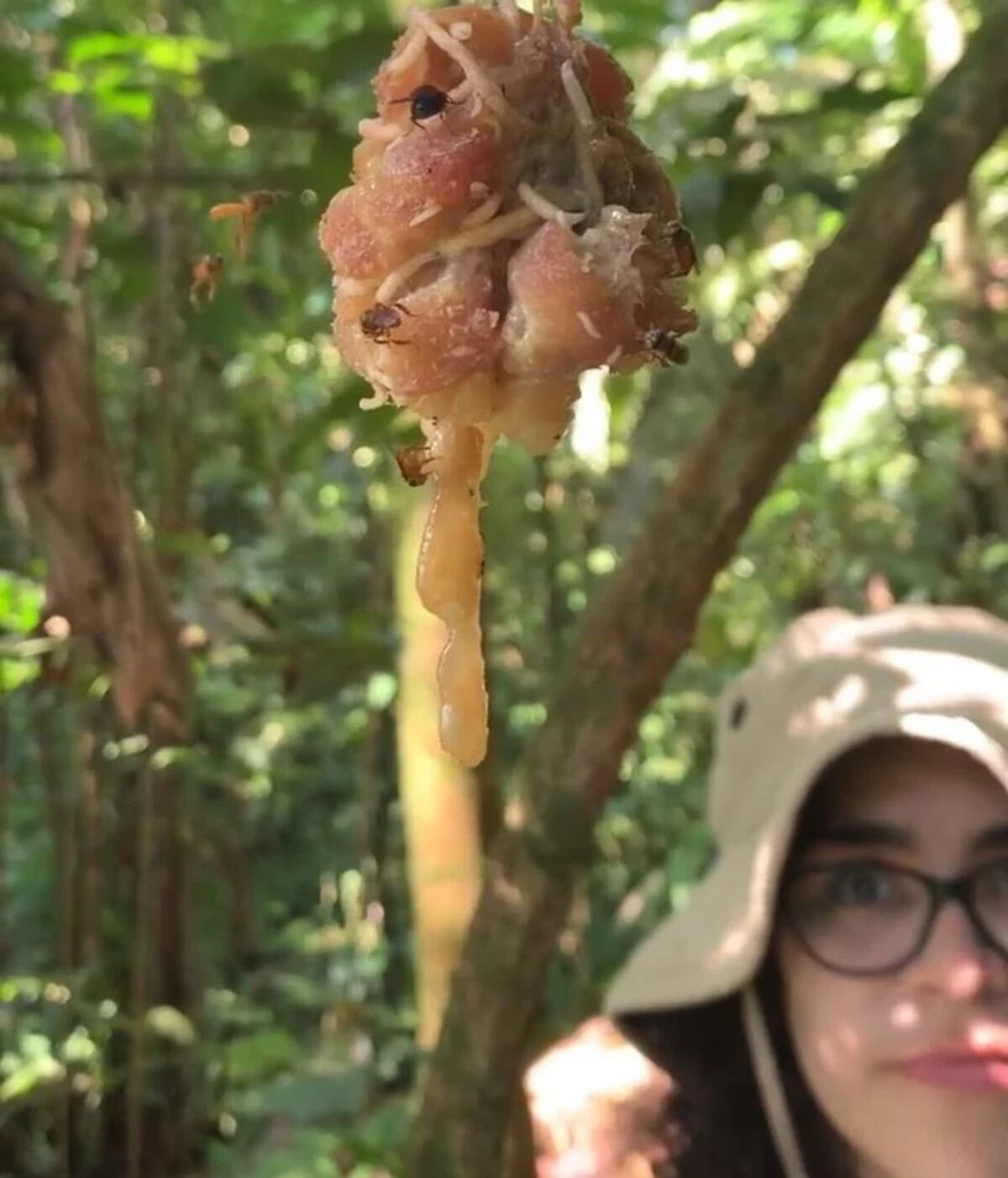 Jessica Maccaro. Una de las científicas de la Universidad de California que participó de la investigación con "abejas buitre".