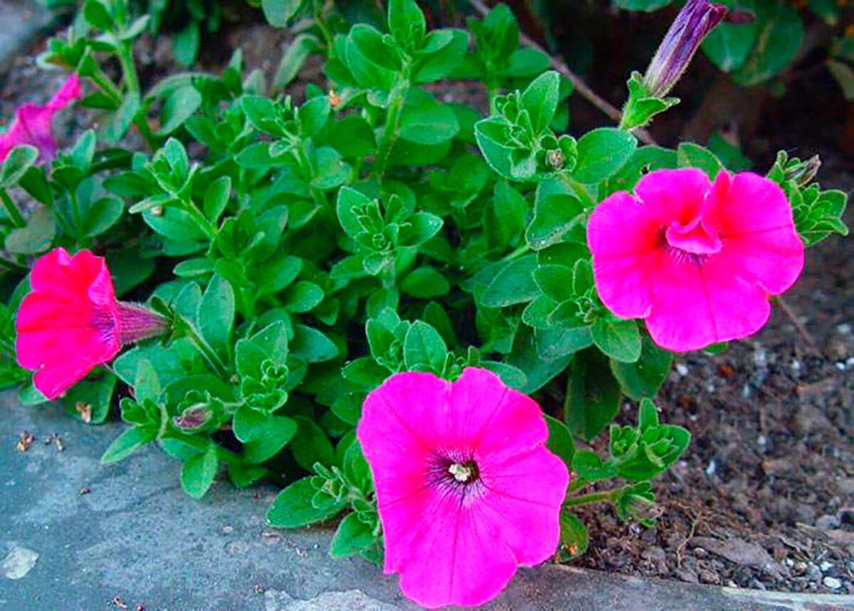 Las petunias florecen durante todo el año