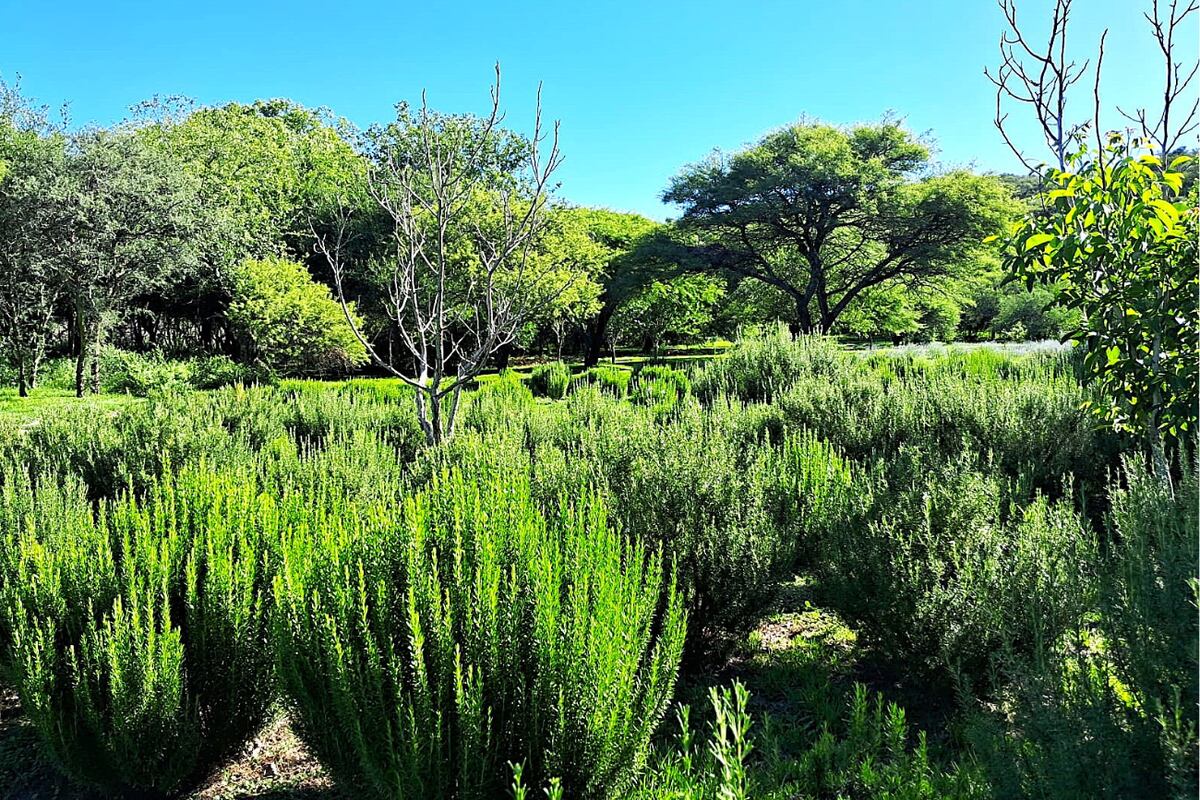 Plantaciones de romero que luego se convierten en aceites esenciales destilados en la Finca Los Nogales.(Foto: Melina Noel Mansilla)