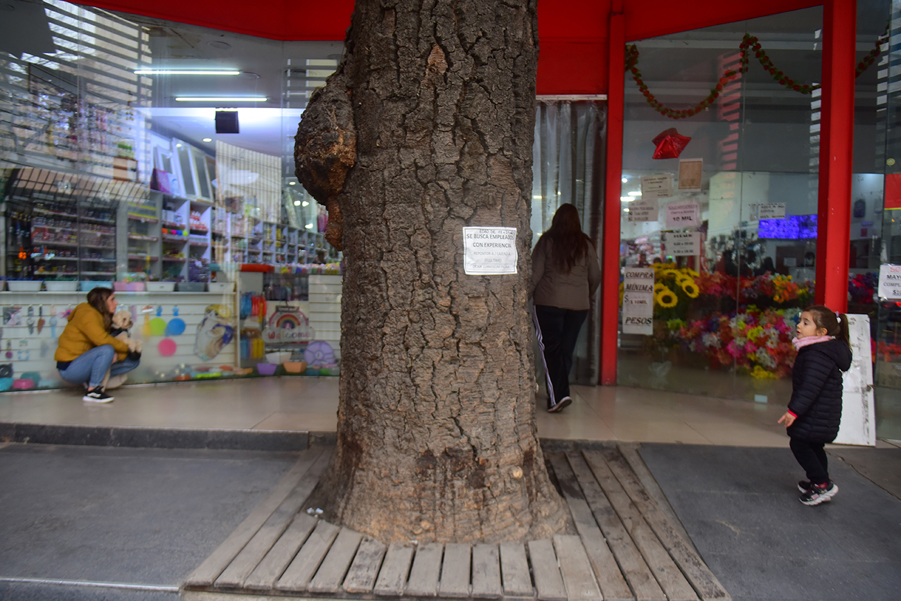 Arbol Araucaria que se encuentra en el medio de un Loca sobre calle COlón. (José Gabriel Hernández / La Voz)