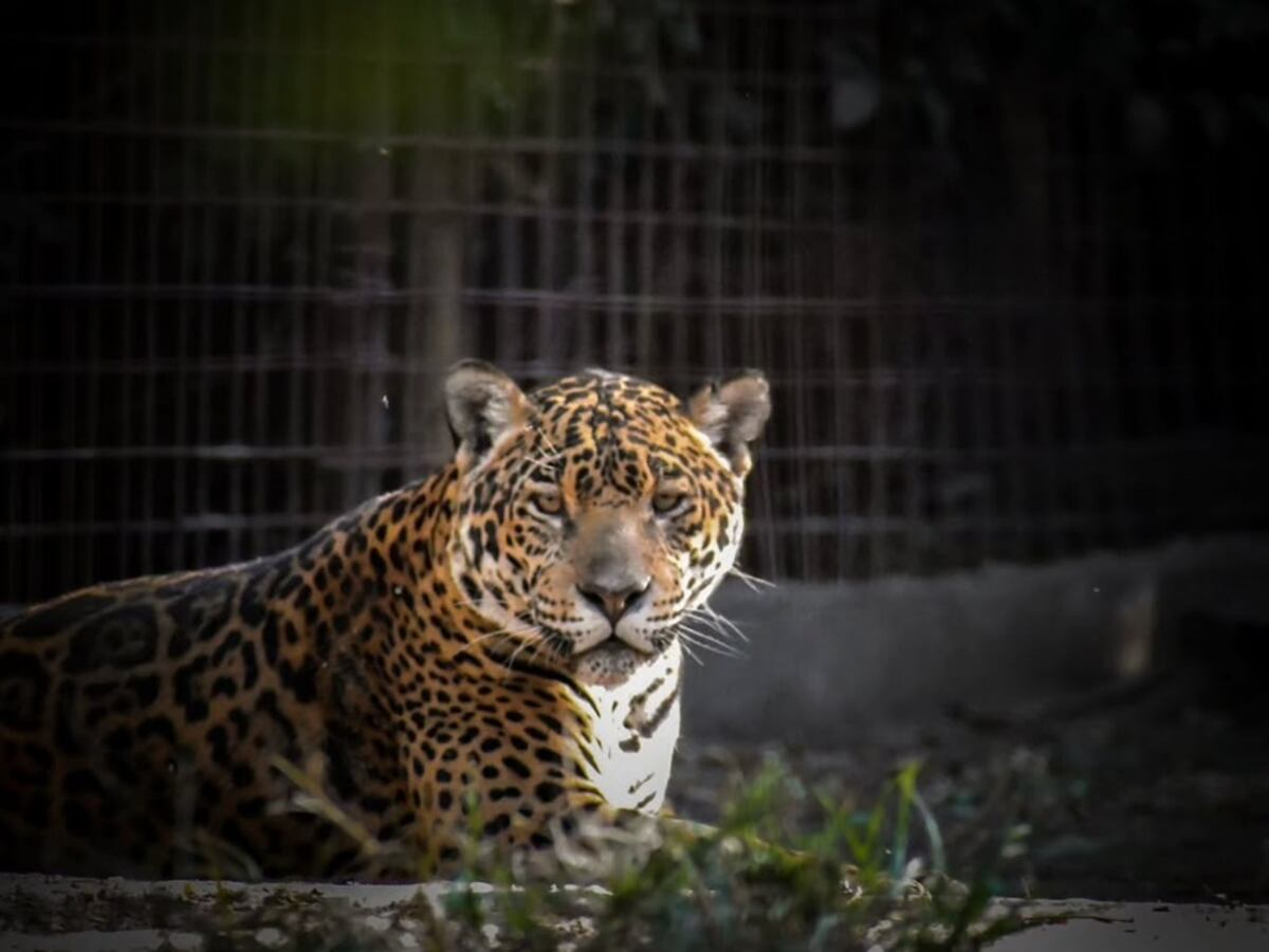 Ecoparque de América: conservación y aventura en el bosque más grande de Buenos Aires