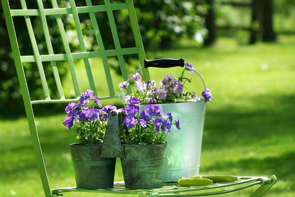 Plantines. Son ideales para hacer composiciones en macetas.