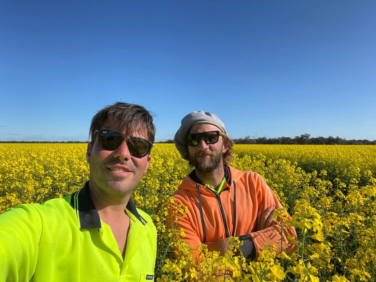 El trabajo en granjas es muy común entre los extranjeros que llegan a Australia. (Vía País)