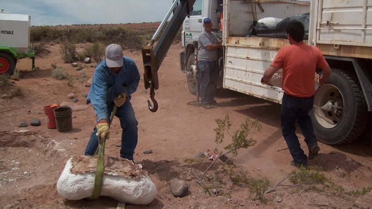 El Conicet descubrió una nueva especie de dinosaurio.