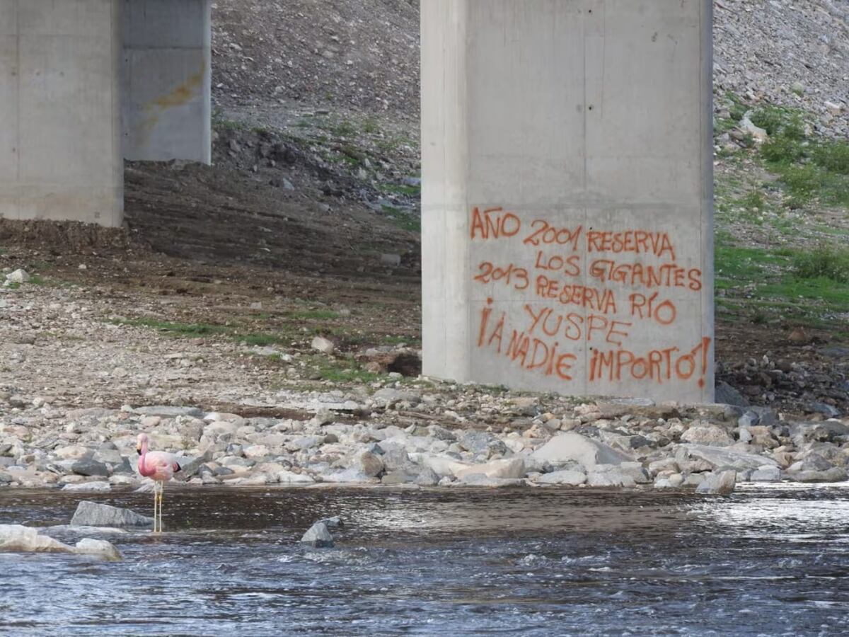 Apareció un flamenco andino en un río de Cosquín: cómo llegó hasta ahí. (Gentileza)