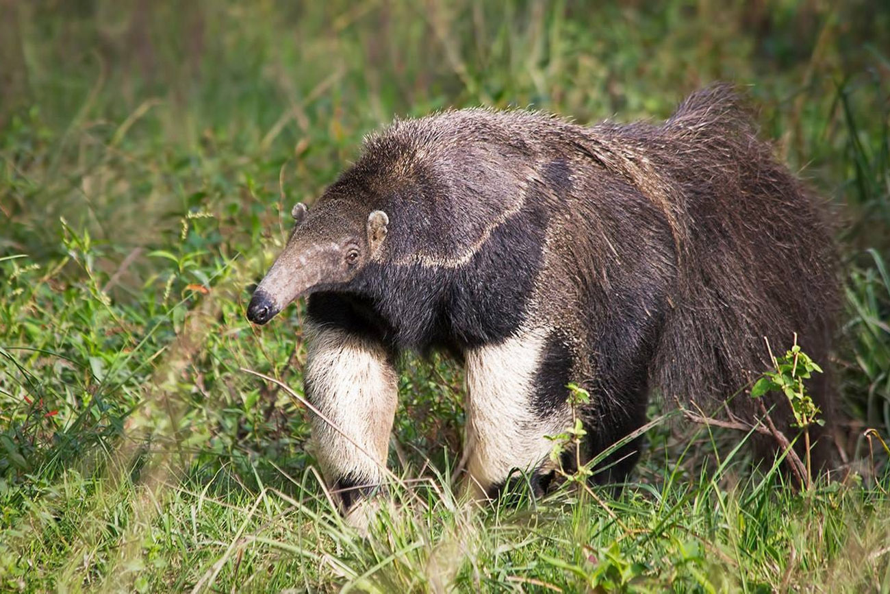 Un oso hormiguero apareció en Ansenuza. (La Voz)