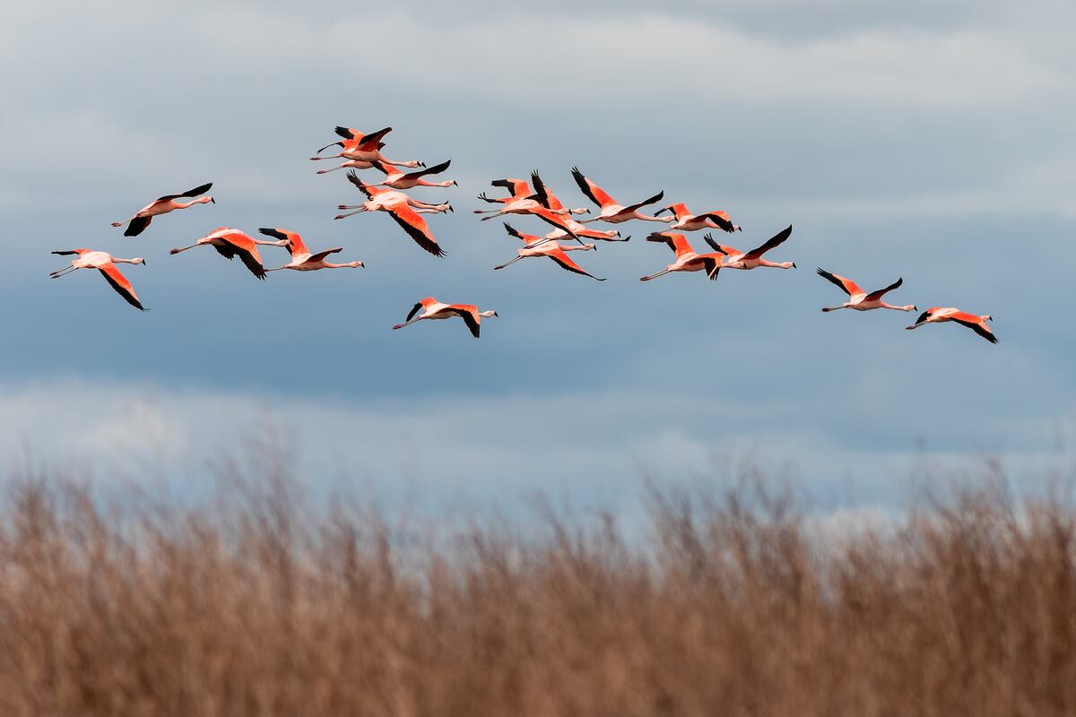 Flamencos en las costas de la laguna Mar Chiquita.
