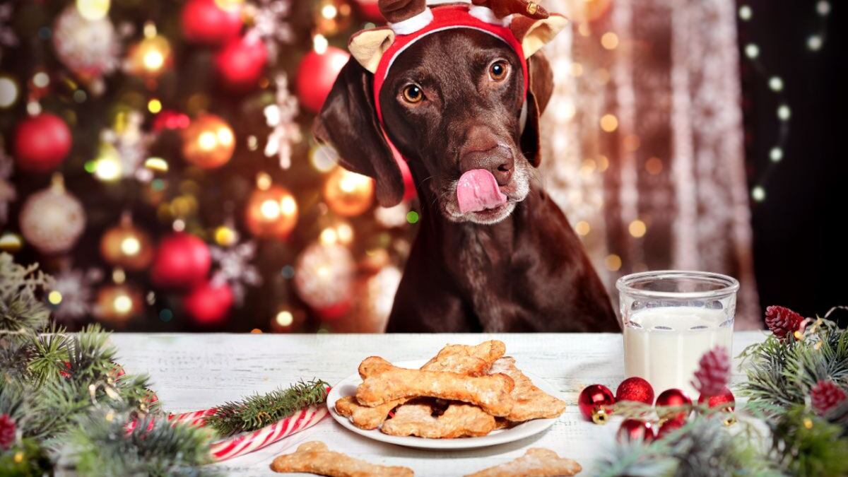 Navidad para tu mascota: cómo prepararles un pan dulce apto para perros