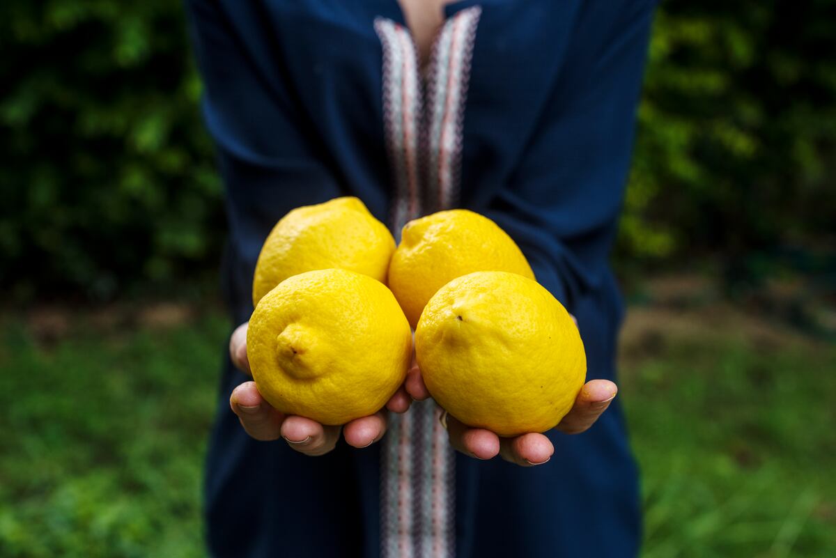 El Truco Casero con Vinagre que Hace que tu Limonero Dé Frutos Más Grandes y Jugosos