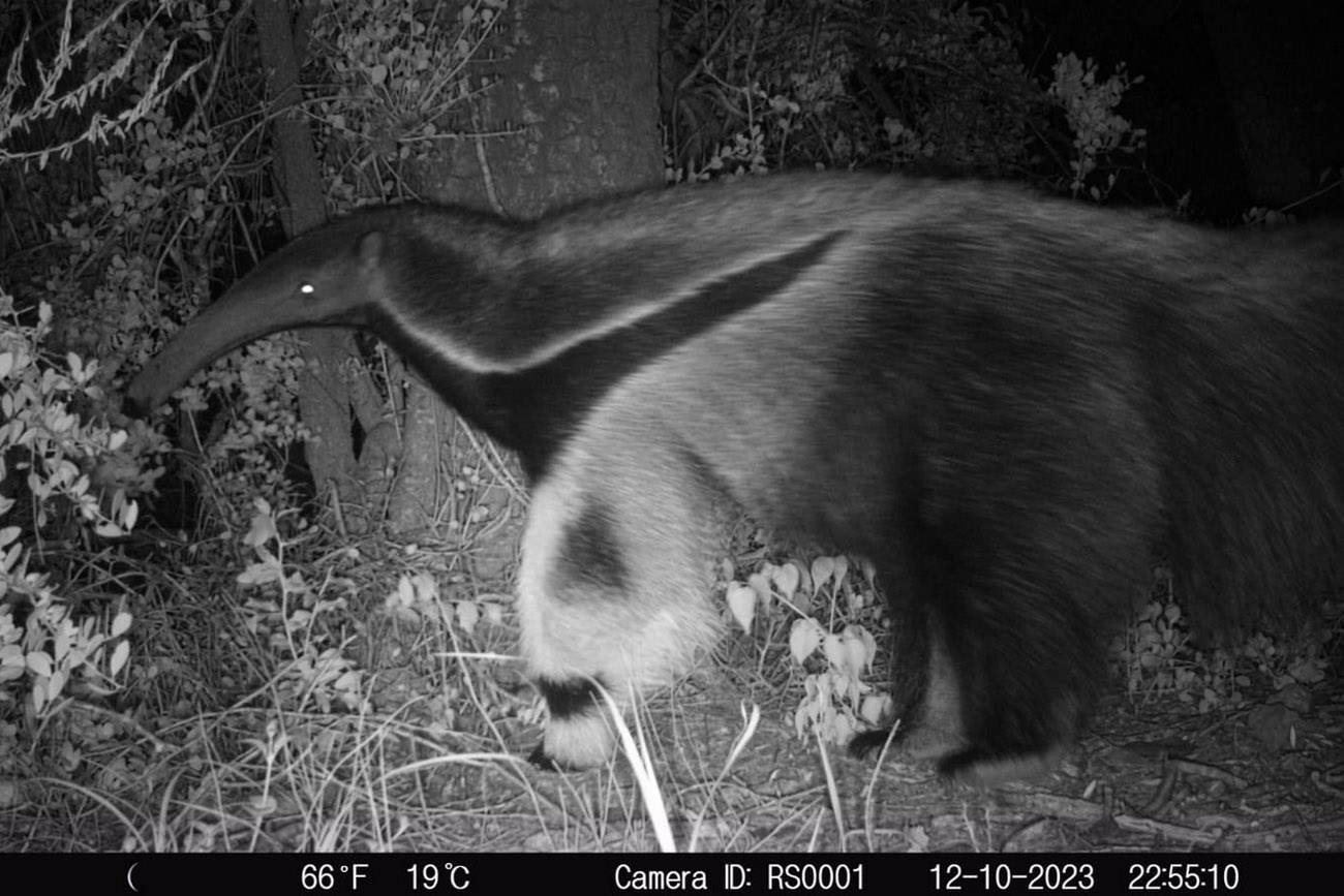 Un oso hormiguero apareció en Ansenuza. (La Voz)