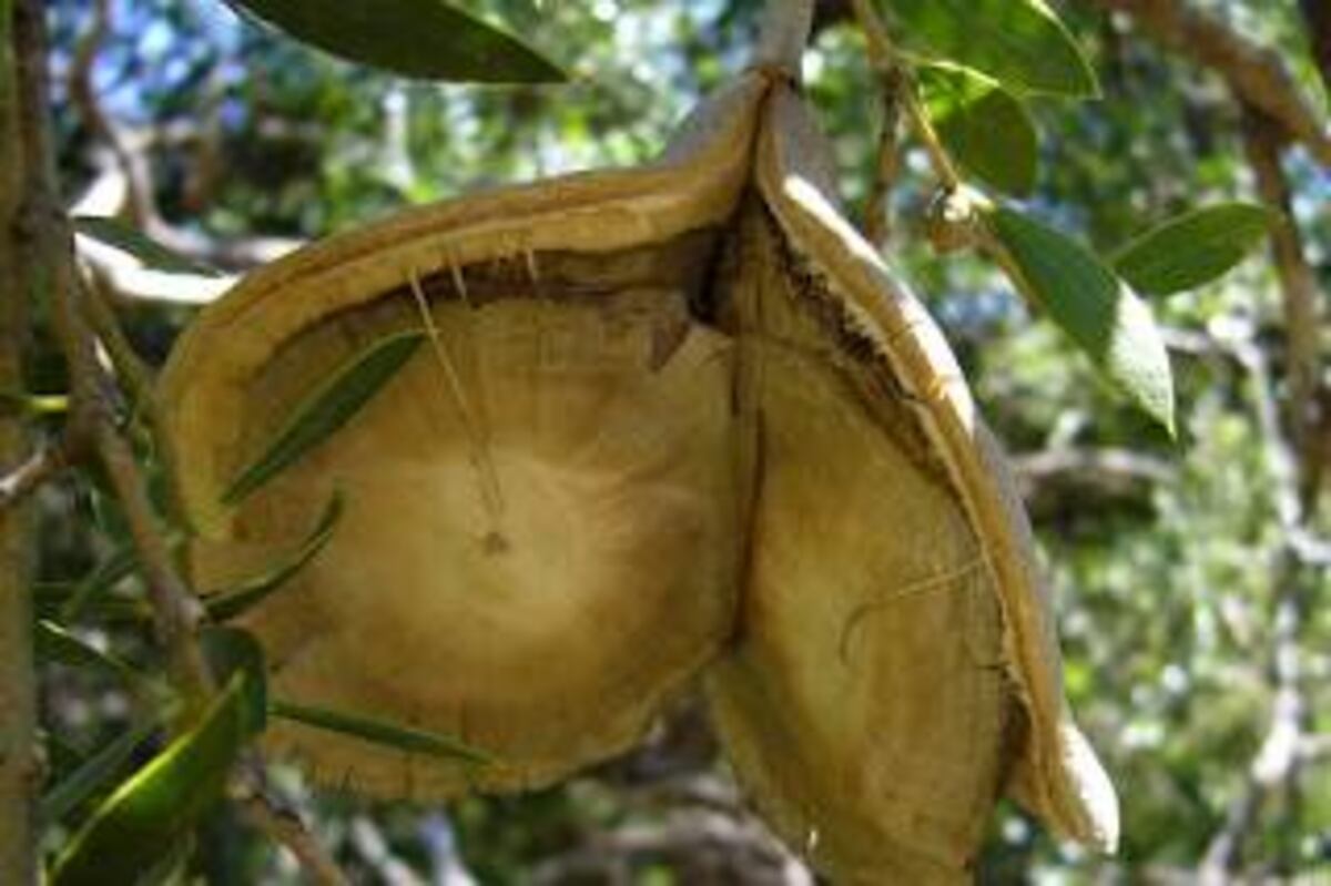 El fruto de quebracho. (Gentileza)