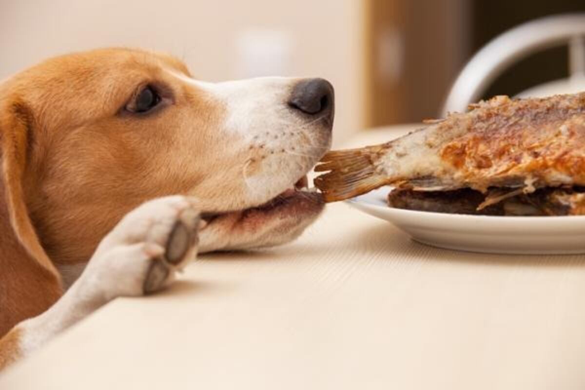 Pescado hervido para perros: por qué los veterinarios lo recomiendan y cuáles son sus beneficios.