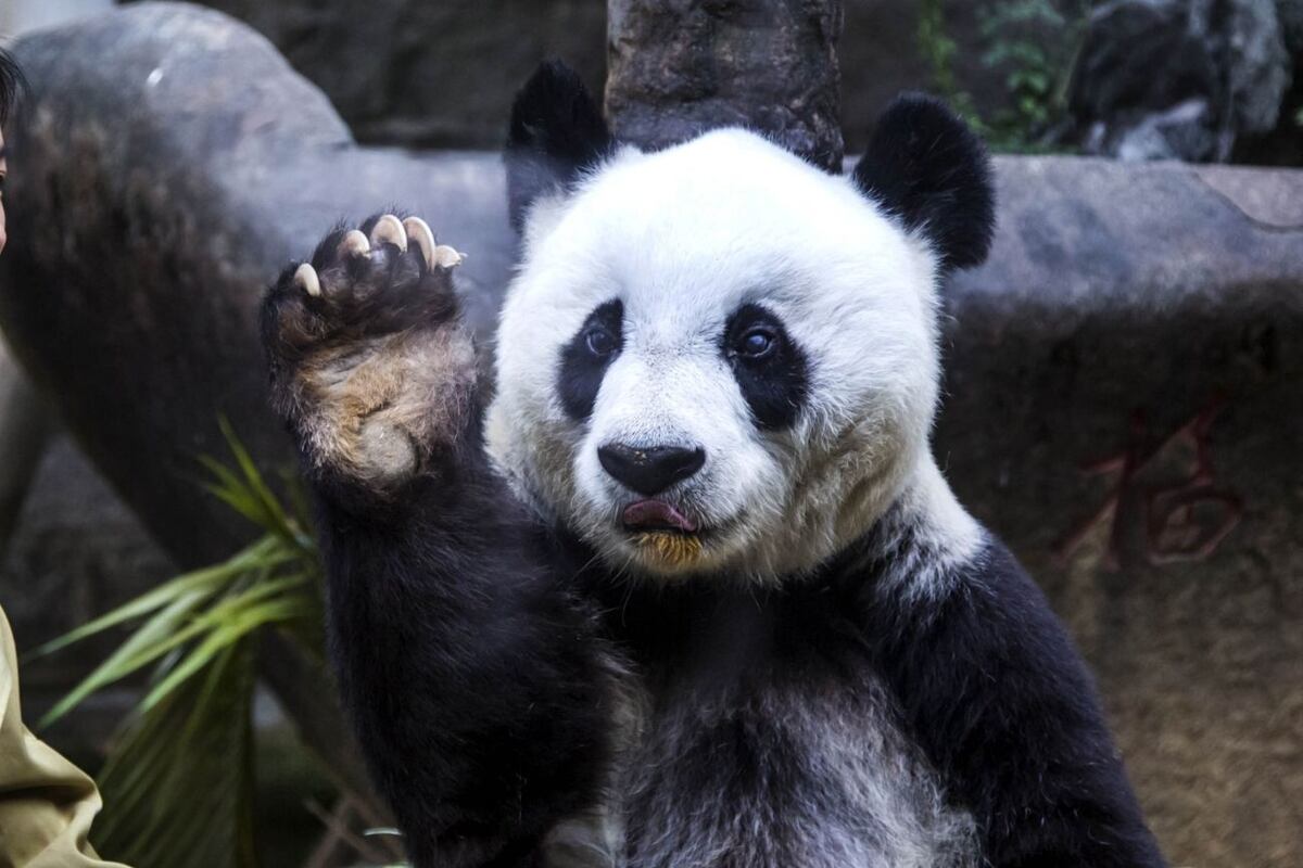 El oso panda gigante ahora es considerada una especie vulnerable. (Foto: AP)