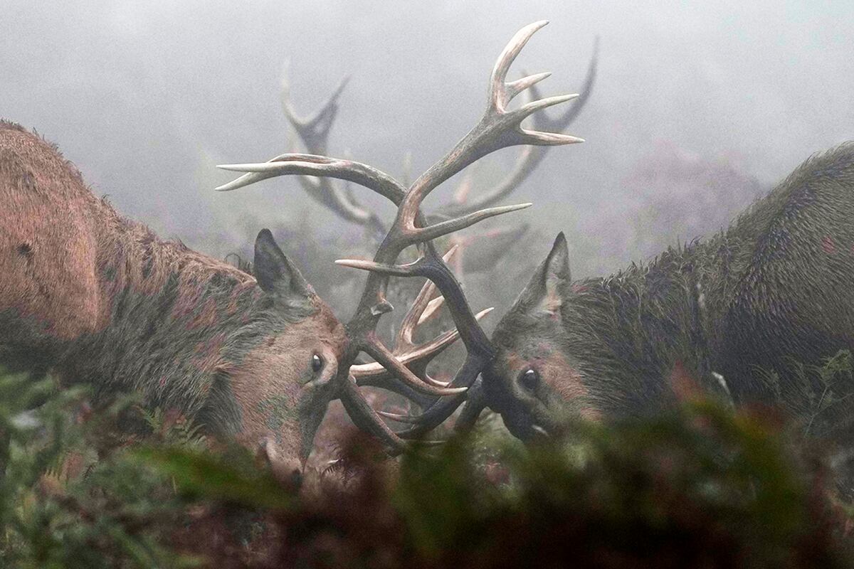 Los ciervos se encuentran en celo en la niebla de la mañana en Bushy Park, al suroeste de Londres, el viernes 18 de octubre de 2024. (Foto AP/Alastair Grant)