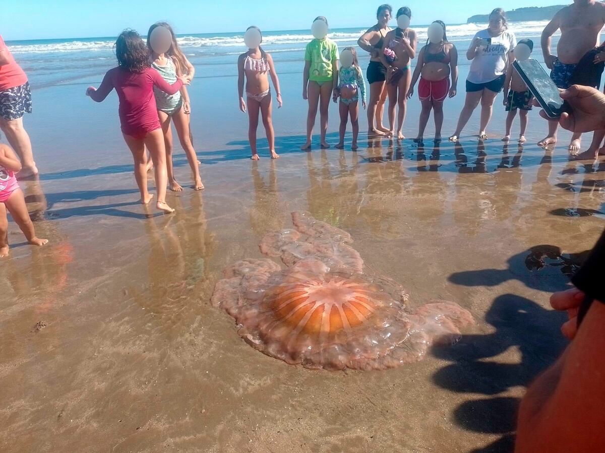 Los especialistas explican por qué hay mayor presencia de medusas en Mar del Plata y qué hacer si te pica una.