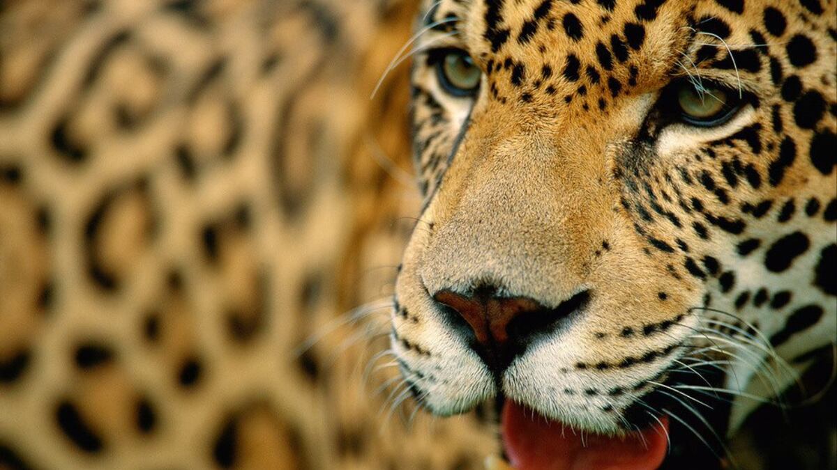 Gentileza Fundación Vida Silvestre Argentina