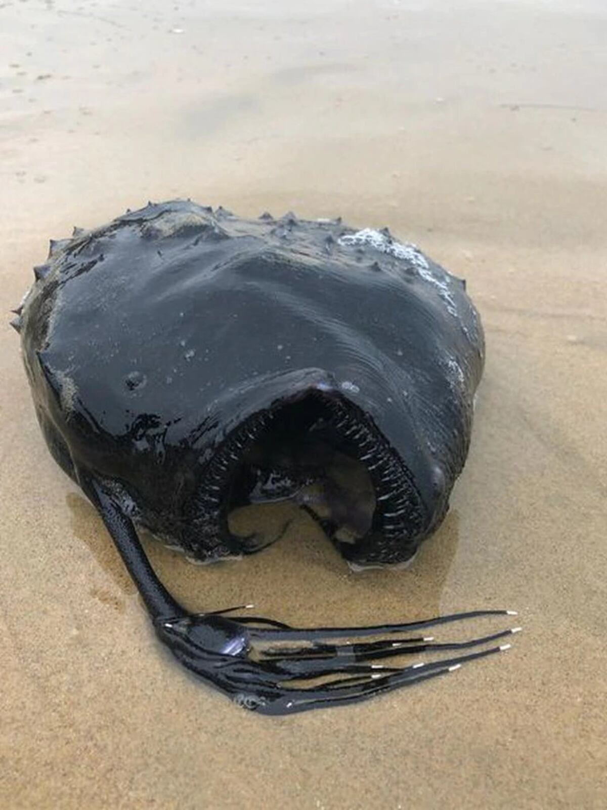El pez descubierto en la playa se encontraba en excelente estado (Foto: Twitter / @DaveysLocker400)