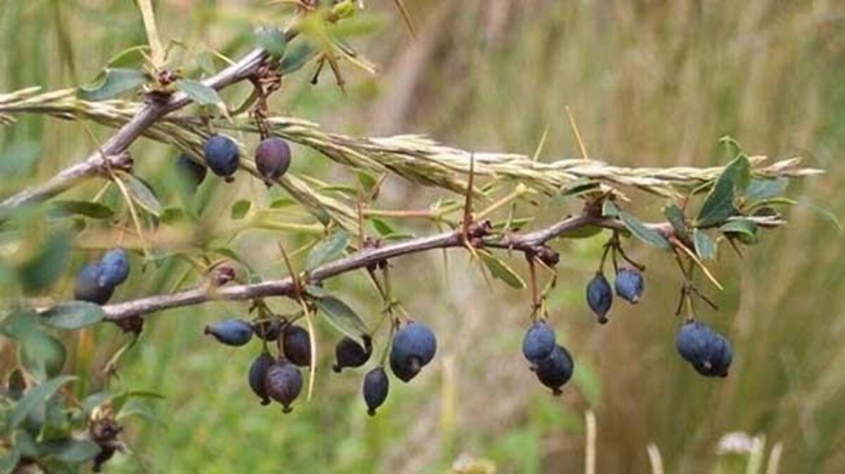 Córdoba es el único refugio de 33 especies vegetales