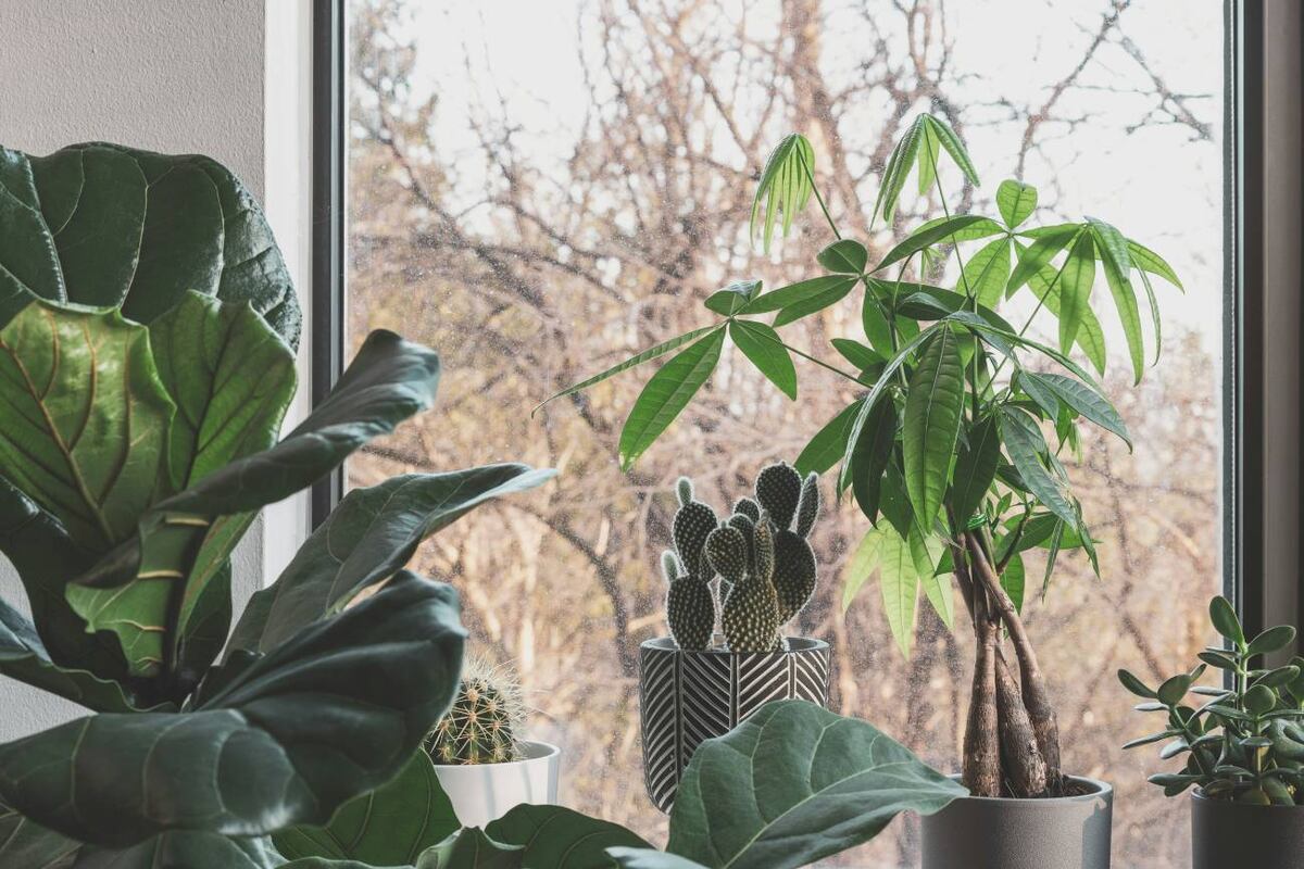 La Pachira aquatica, o “planta del dinero”, se ubica idealmente en el sureste del hogar o cerca de la entrada para atraer abundancia y energía positiva. (Unsplash)