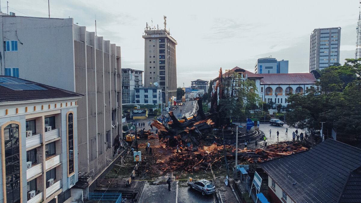 Los pedazos del árbol, desperdigados. (AP/TJ Bade)