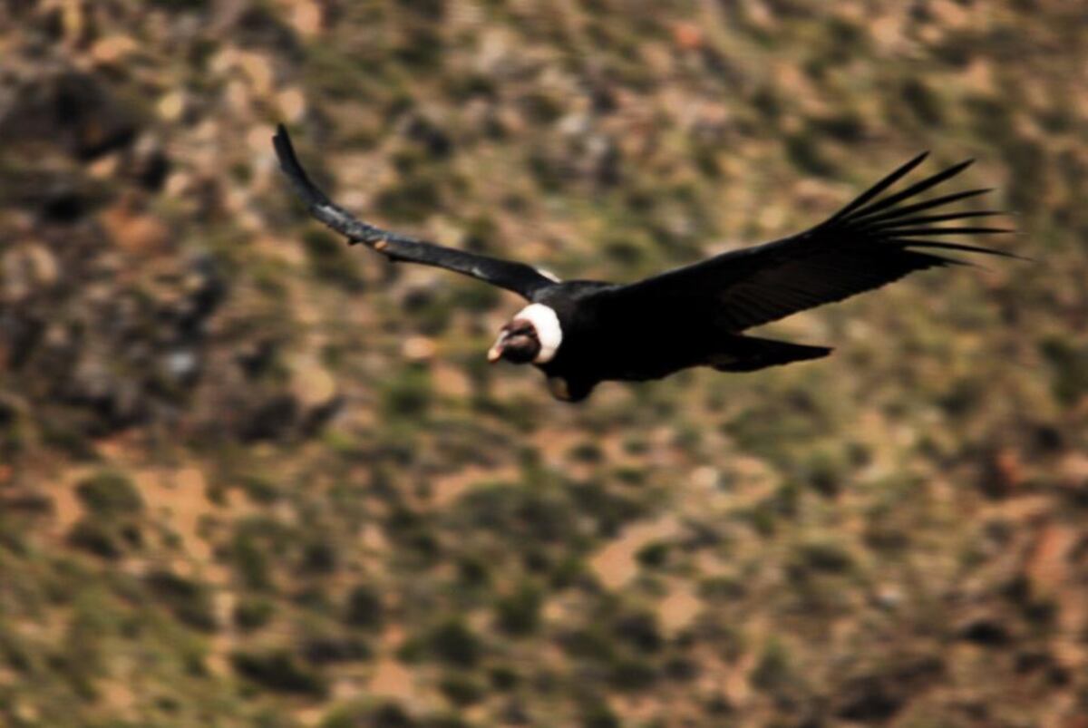 Altos en el cielo: impresionantes imágenes de una nueva edición del censo de cóndores andinos en Mendoza. Foto: Instagram @conservacioncondorandino